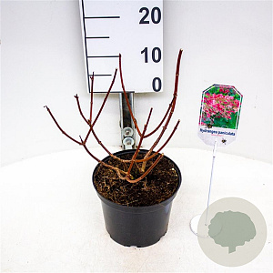 Hydrangea pan. 'Wim's Red' 30-40 cm 3,0L