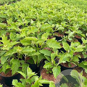 Hydrangea quercifolia GM C3