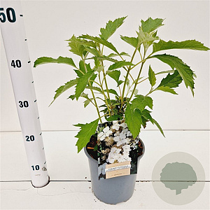 Hydrangea querc. Ice Crystal 30-40 cm 2,5L