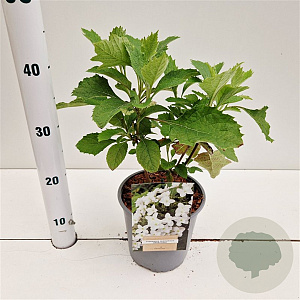 Hydrangea querc. 'Snow Giant' 30-40 cm 2,5L