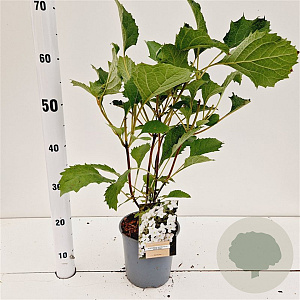Hydrangea querc. 'Snow Giant' 30-40 cm 2,5L