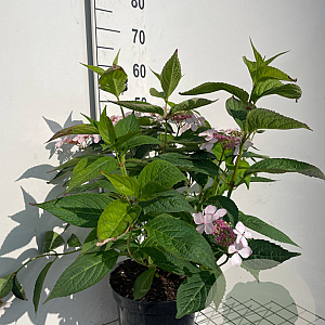 Hydrangea s. 'Bluebird' GM 7,5L