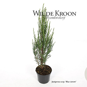 Juniperus s. 'Blue Arrow' 40-50 cm 2,0L