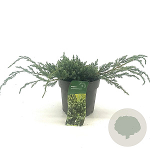 Juniperus squamata 'Blue Carpet' 20-30 cm 2,0L