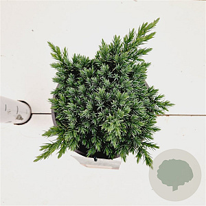 Juniperus squamata 'Blue Star' 20-30 cm 2,5L