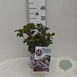 Kalmia lat. 'Peppermint' 30-40 cm 3,0L