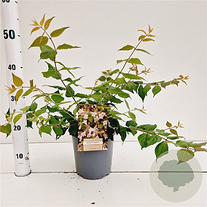 Kolkwitzia amabilis 30-40 cm 2,5L