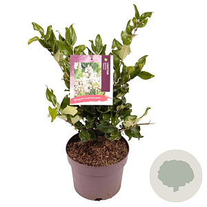 Ligustrum j. 'Texanum' 30-40 cm 3,0L