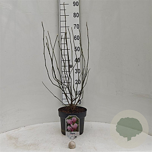 Magnolia 'George Henry Kern' 50-60 cm 5,0L