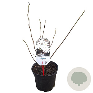 Magnolia st. 'Royal Star' 40-50 cm 3,0L