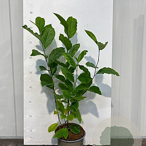 Magnolia 'Susan' 40-50 cm 3,0L