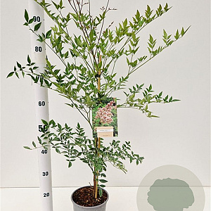 Nandina domestica 40-50 cm 2,5L