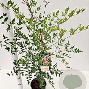 Nandina domestica 40-50 cm 2,5L