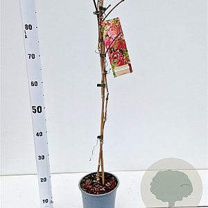 Parthenocissus quinquefolia 70-80 cm 2,5L