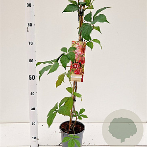 Parthenocissus quinquefolia 70-80 cm 2,5L