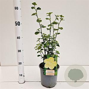 Pavonia praemorsa 'Yellow Mallow' 40-50 cm 2,5L