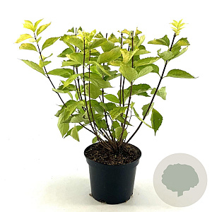 Philadelphus cor. 'Aureus' 30-40 cm 3,0L