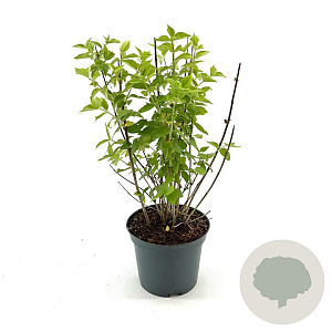 Philadelphus 'Virginal' 30-40 cm 3,0L