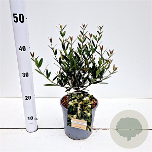 Phillyrea angustifolia 40-50 cm 2,5L