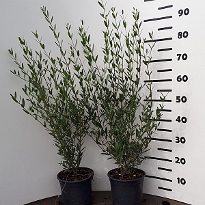 Phillyrea angustifolia 40-60 cm 3,0L