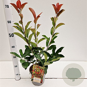 Photinia fraseri 'Robusta Compacta' 40-50 cm 2,5L