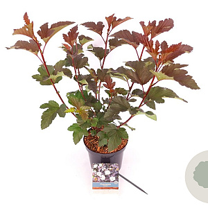 Physocarpus opulif. 'Diabolo' 30-40 cm 3,0L