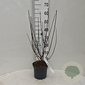 Physocarpus opulif. 'Diabolo' 30-40 cm 3,0L