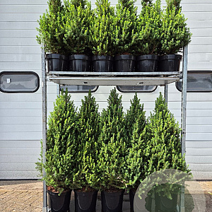 Picea gl. 'Conica' 60-70 cm 5,0L