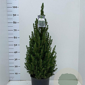 Picea gl. 'Conica' 60-70 cm 5,0L