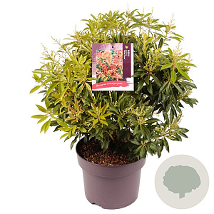 Pieris 'Forest Flame' 30-40 cm 5,0L