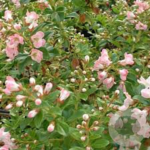 Potentilla f. 'Blink' 20-30 cm 2,0L