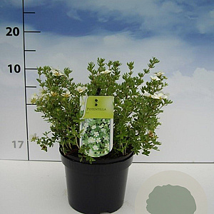 Potentilla f. 'McKay's White' 20-30 cm 2,0L