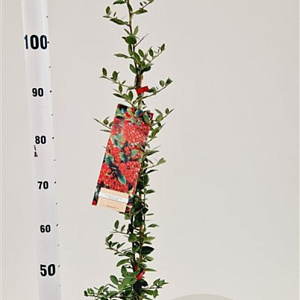 Pyracantha cocc. 'Red Column' 70-80 cm 2,5L