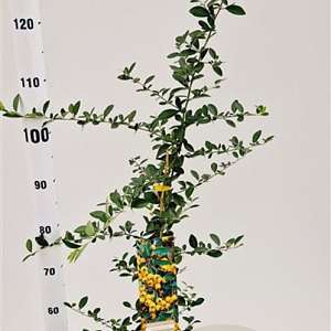 Pyracantha 'Soleil d'Or' 70-80 cm 2,5L