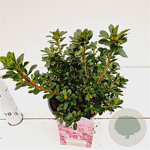 Rhododendron (AJ) 'Anne Frank' 20-30 cm 2,5L