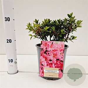 Rhododendron (AJ) 'Anne Frank' 20-30 cm 2,5L