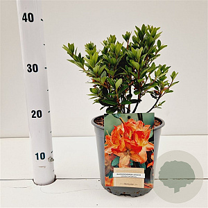 Rhododendron (AJ) Geisha Orange 20-30 cm 2,5L