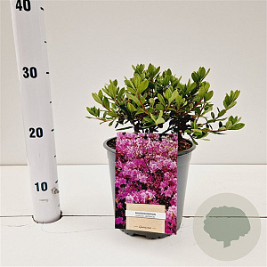 Rhododendron (AJ) Geisha Purple 20-30 cm 2,5L
