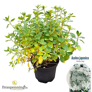 Rhododendron 'Windsor Lad' 20-25 cm 2,0L