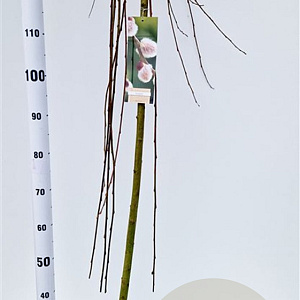 Salix caprea 'Kilmarnock' 150 cm stam 7,5L