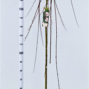 Salix caprea 'Kilmarnock' 180 cm stam 7,5L
