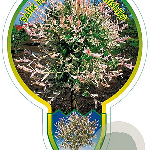 Salix integra 'Hakuro-nishiki' 120 cm stam 7,5L