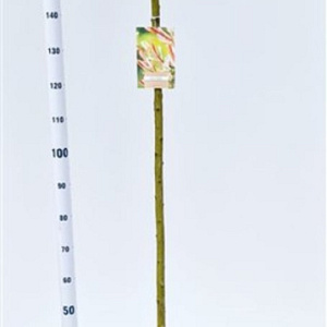 Salix integra 'Hakuro-nishiki' 180 cm stam 7,5L