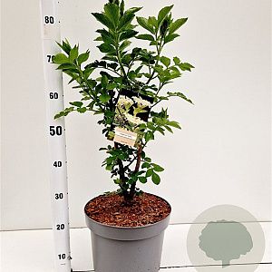 Salix nigra 100-125 cm 10L