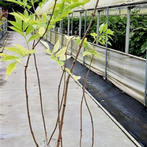 Salix nigra 125-150 cm 10L