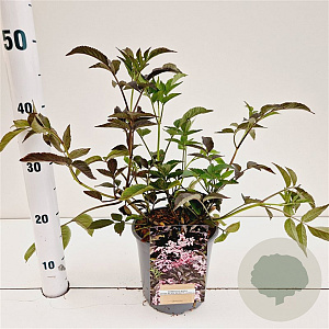 Sambucus nigra Black Beauty 30-40 cm 2,5L