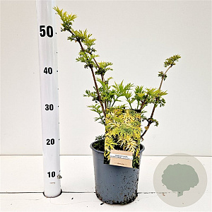 Sambucus nigra Golden Tower 30-40 cm 2,5L