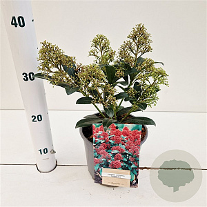 Skimmia j. 'Rubinetta' 20-25 cm 2,0L