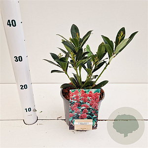 Skimmia j. 'Rubinetta' 20-25 cm 2,0L