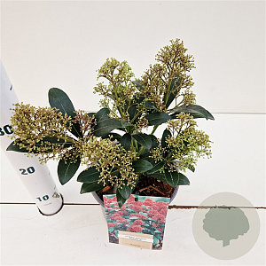 Skimmia j. 'Rubinetta' 20-25 cm 2,0L